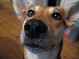 dog-nose