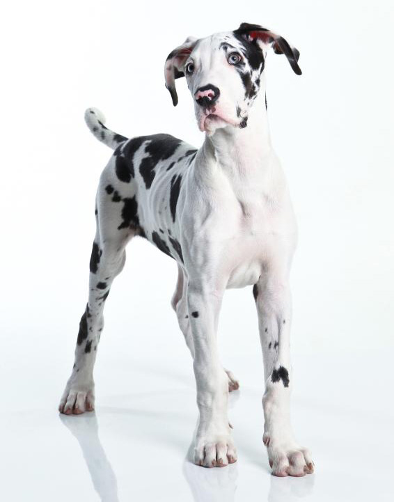 greatdane